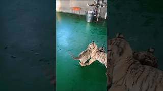 🐯🐯🐯 Zoo Cute Tiger Babys Fadt running zoozoo littletiger cutecats cute fyp foryou tiny [upl. by Hurff]