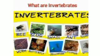 Classification of Invertebrates  Science Class 5  Khan Academy Pakistan [upl. by Deland]