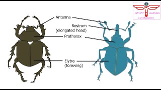 Classification of Insects PartVI Orders of the subclass Endopterygota of the class Insecta [upl. by Torin]