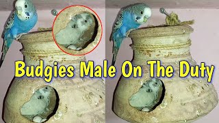 Budgies Male On The Duty  budgies parrot breeding progress 2023 [upl. by Ennovad]