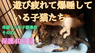 【母猫メメ＆子猫その33】母猫と子猫たちの様子です。 [upl. by Dosi465]