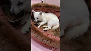 Rescues Arctic Fox Becomes Unexpected Best Friend  aiwildlife cuteanimal wildlife cutewild [upl. by Tobiah]