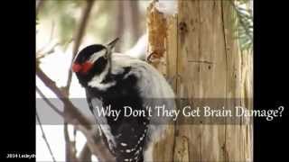 Woodpeckers Pt1  Why They Dont Get Brain Damage [upl. by Elysee]