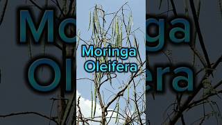 मोरिंगा खाने के जबरदस्त फायदे  moringa oleifera  moringa ke fayde shorts moringa healthyfood [upl. by Suoicserp403]