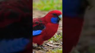 quotLORIINAE Psittacine RED Birdquot 2 birds wildlife birdwatching biodiversity [upl. by Auoh833]