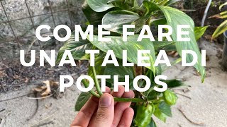 Come fare UNA TALEA DI POTHOS talea in terra e talea in acqua [upl. by Ymarej]