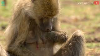 15 Painful Moments Baboon Fights Evil Crocodile To Rescue His Baby From Death wanimalus [upl. by Eldred477]