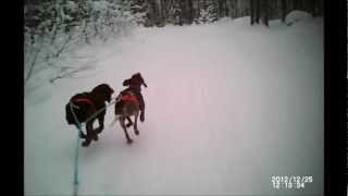 skijoring with 2 dogs in sweden [upl. by Sukramal]