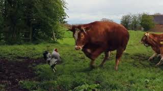 Crazy Cockerel ATTACKS Cows [upl. by Aydne908]