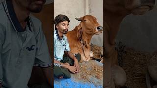 भक्ति हो रही 🤗 Jai Gau Mata trending youtube viral new shots subscribe like top [upl. by Lseil]