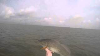 Corpus Christi Bay  Redfish Topwater Blowups Super Spook [upl. by Ahsiekam]