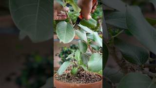 Pruning a Ficus Benghalensis Bonsai [upl. by Nolyak256]