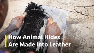 How Leather Is Made From Animal Hides  Leather Tanning Process [upl. by Ahsilem549]