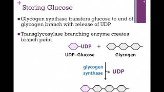 097Glucose Storage amp Release [upl. by Francine760]