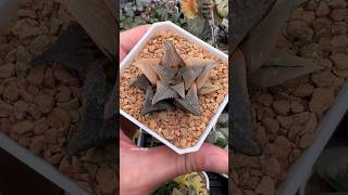 Haworthia Badia Matenrou Variegated haworthia plants succulents propagation [upl. by Romalda979]