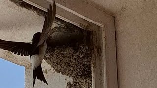 Swallow building the nest swallow birds viral love animals nest parrot canary wildlife on [upl. by Losyram]