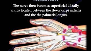 Anatomy Of The Median Nerve  Everything You Need To Know  Dr Nabil Ebraheim [upl. by Sila]