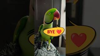 Parrot Pablo प्यारी Bye 😂🤣 shorts parrot dog funny cute [upl. by Norag]