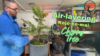 Airlayering Kojonomai Flowering Cherry Tree Prunus incisa [upl. by Yrelav]