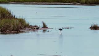 New Life Breeding Birds of Seabrook Island SC [upl. by Katrina345]