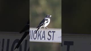 Pied Butcherbird singing [upl. by Ayoted]