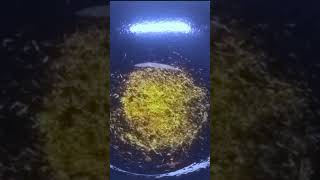 Potato Pakora recipe shortsvideo shortsviral cooking treadings recipe [upl. by Lamar]