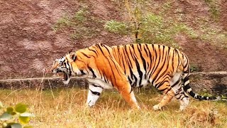 Male Tiger at Nahargarh Biological park [upl. by Ysac997]