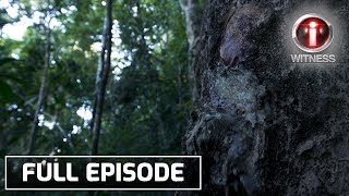 ‘Dagta ng Almaciga’ dokumentaryo ni Atom Araullo Full episode  IWitness [upl. by Corson]