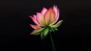 How to Draw Realistic Flower with Color Pencil  Lotus Drawing for Beginners  Color Pencil Blending [upl. by Gerti322]