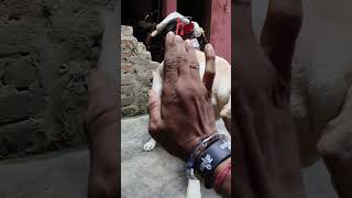 Jimmy ne second Kiya dog labrador doglover pets youtubeshorts youtube [upl. by Ttegdirb]