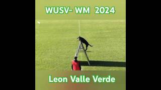 Außergewöhnlich WUSV WM 2024  Leon Valle Verde [upl. by Macintosh]