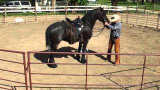 Derossi Friesian gelding 1st ride  Sean davies ColoradoReinsman [upl. by Mcgruter]