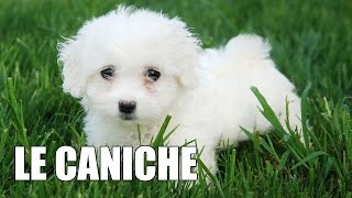 Le Caniche [upl. by Hartwell]