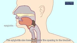 swallowing amp peristalsis [upl. by Mou]