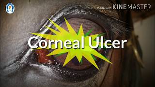 Vet Basics II CORNEAL ULCERS DOS AND DONTS CLINICAL POINT OF VIEW [upl. by Rehprotsirhc434]