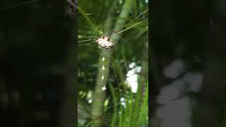 Spiny orb spider looks like crab 103024 Mexico [upl. by Eltsirk]