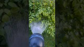 ASMR Watering Aruncus dioicus Whirlwind Plant Sounds shorts asmr video [upl. by Kurman]