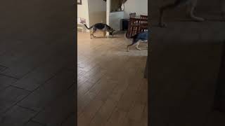 Good morning everyone it’s so fun playing with my shepherds GermanShepherdLife [upl. by Audi]