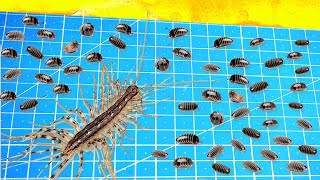 What Will Be If a House Centipede Saw 100 Woodlice At Once [upl. by Delilah]