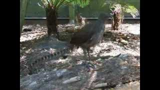 Lyre bird mimicking sounds amp voices [upl. by Etnaud]