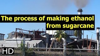 The process of making ethanol from sugarcane [upl. by Enaud]