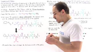 Sequencing Amino Acids and Edman Degradation [upl. by Haisa846]