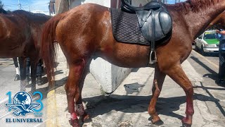 Estampida de 8 caballos de la policía causa destrozos y deja heridos en Toluca [upl. by Ahtanamas838]