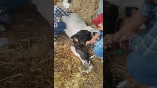 Urea poisoning in cattle dairy firstaid milk cow milk [upl. by Wj]