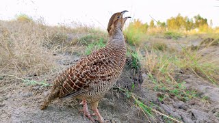 Dakhni teetar awaz  teetar ki boli  teetar sound  gray francolin teetar voice [upl. by Anahgem]