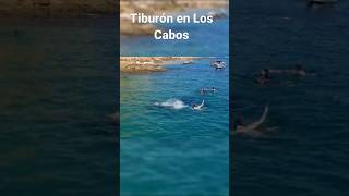 Tiburón vs Turista en Los Cabos turismo viajes shark sea turismomexicano [upl. by Uttica617]