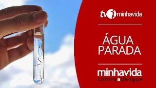 Dengue o que é quotágua paradaquot e por que ela preocupa tanto na transmissão da doença [upl. by Nye]