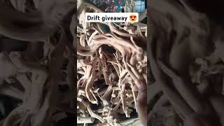 Drift wood for giveaway ❤😍 shorts virslshorts youtubeshorts driftwood aquariam [upl. by Chevy]