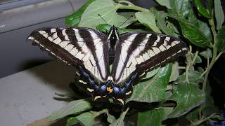 Pale swallowtail females lay eggs [upl. by Bazar]