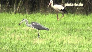 Störche und Graureiher bei der Jagd wer kann´s besser  Naturfilm  Wildlife [upl. by Lateehs863]